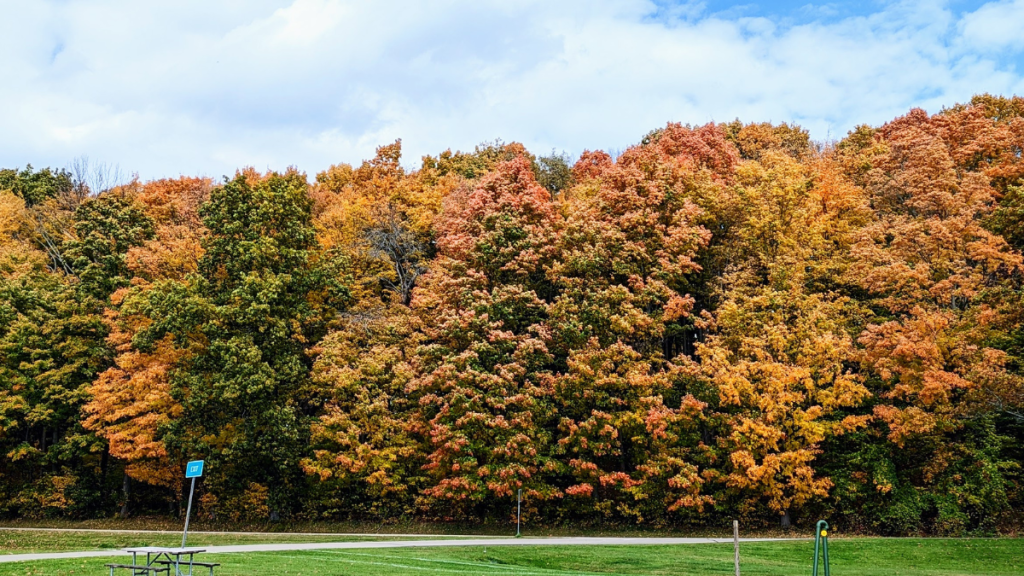 Upstate New York Fall Leaves